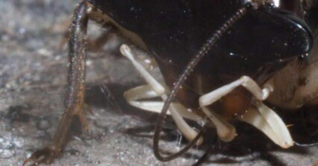 銅製 蟋蟀 こおろぎ 自在 在銘 龍文堂 安の介 銅製自在蟋蟀 7cm 古物