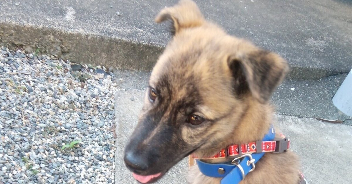 Amazon.co.jp: 猟犬用GPSトラッカー、15km無線送信犬トラッカー