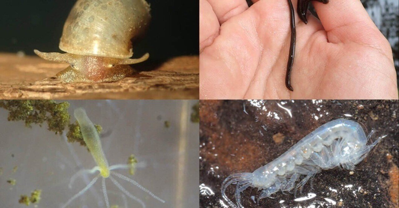 田んぼや川の底にいるいきもの図鑑｜ブンイチ（文一総合出版）