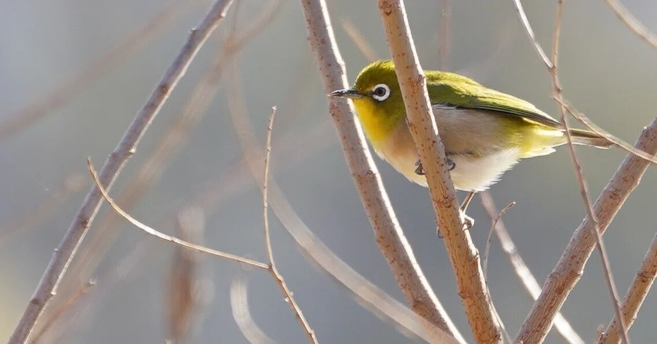 鳥の休息 都会に鳥の休憩所をつくる｜マエダサキ