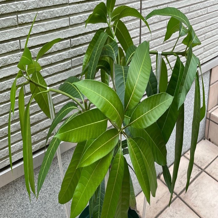 キンコウ マンゴー 3年接ぎ木苗 マンゴー接木紅キンコウ超大苗10号鉢 約