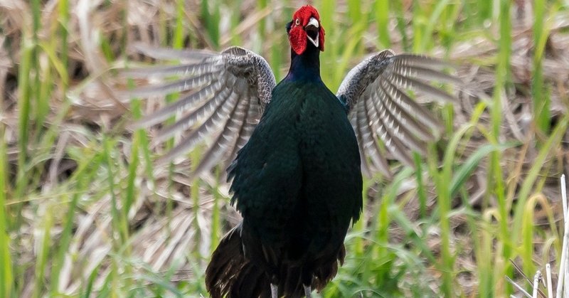 今日の一枚 キジ母衣打ち Wag Note