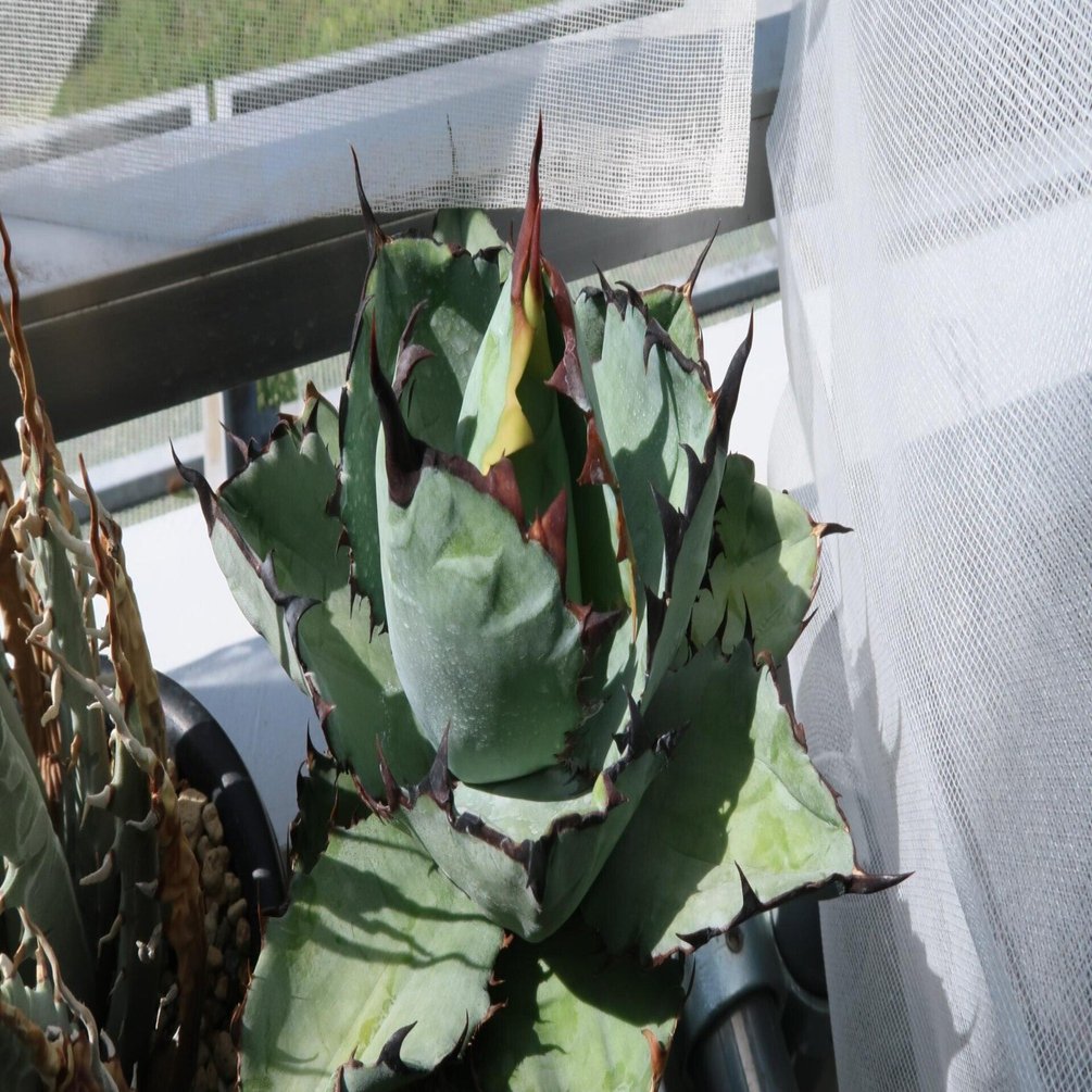 2022/4月～継続中】アガベ BB ブラックアンドブルーの成長記録 ｜植物