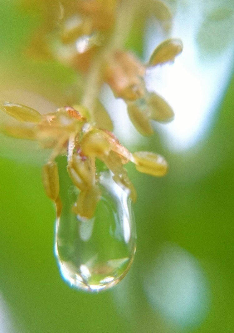 どんぐりの花 の新着タグ記事一覧 Note つくる つながる とどける