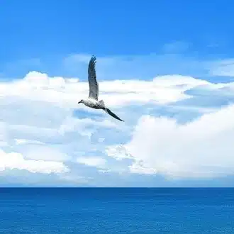 帰蝶