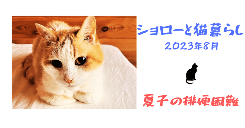 ショローと猫暮らし　2023.8.22「夏子の排便困難」