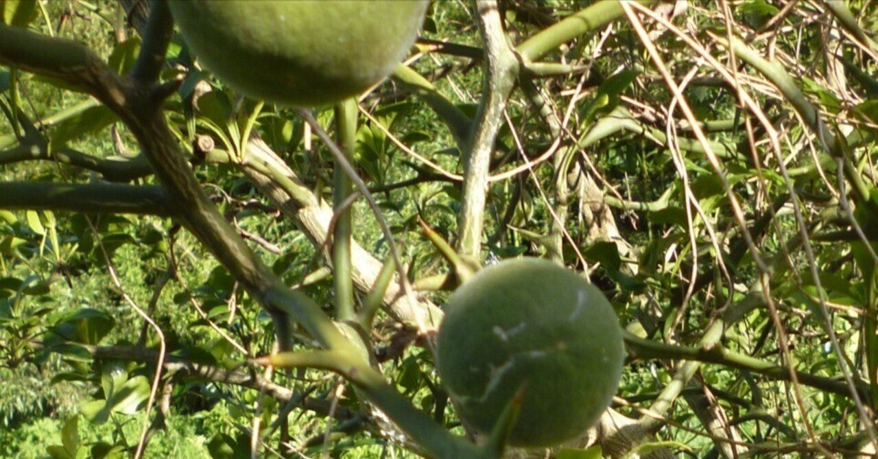 柑橘の台木｜白沢農園