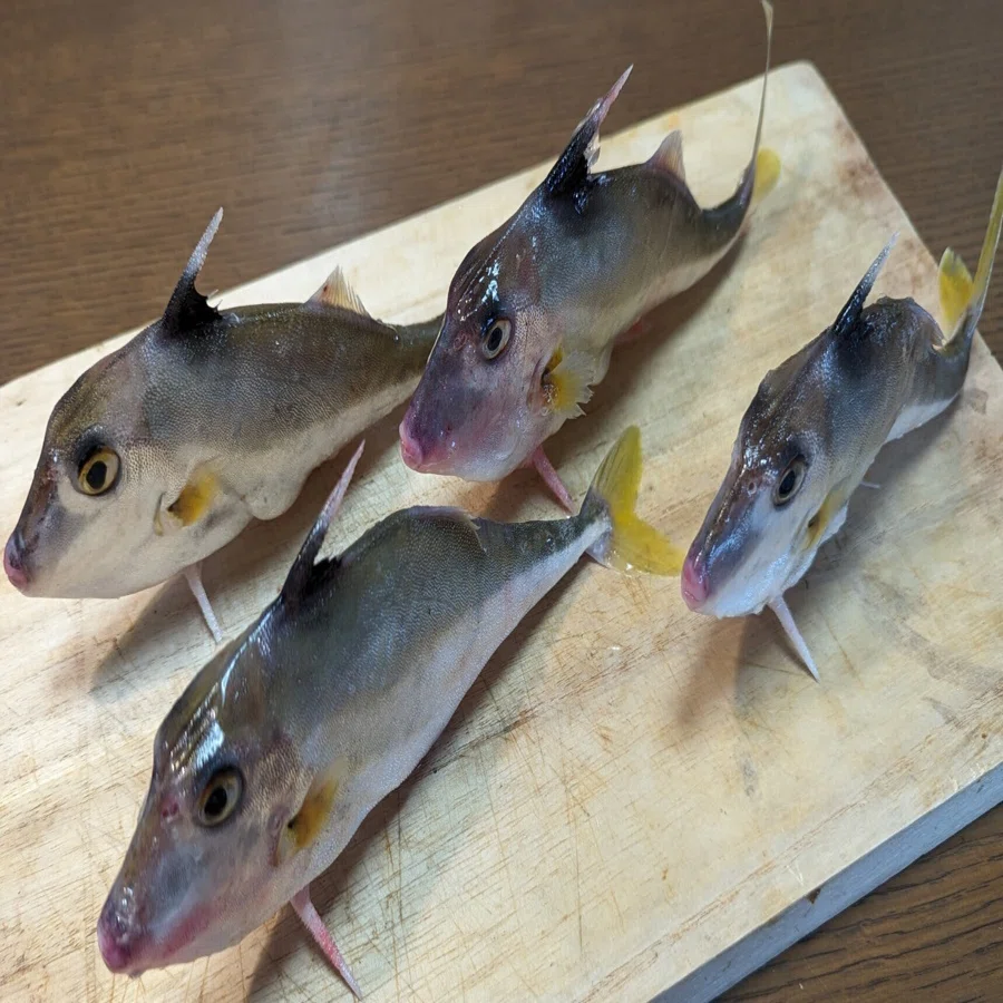 8月22日（火）「未利用魚・ギマ」｜おおたま