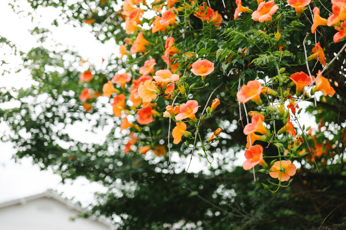 最高にちょうどいい50mm。【LUMIX S 50mm F1.8】|don 最高にちょうどいい50mm。【LUMIX S 50mm F1.8】|don