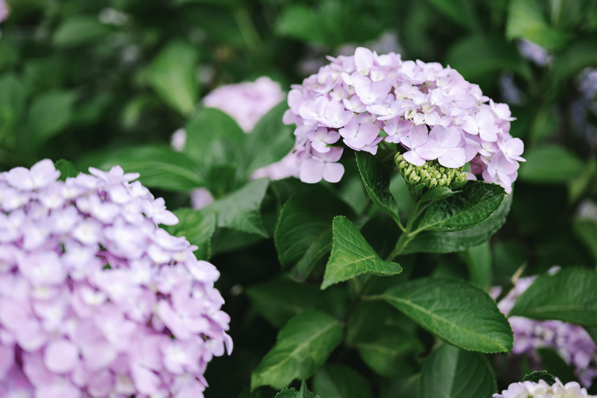 最高にちょうどいい50mm。【LUMIX S 50mm F1.8】|don 最高にちょうどいい50mm。【LUMIX S 50mm F1.8】|don