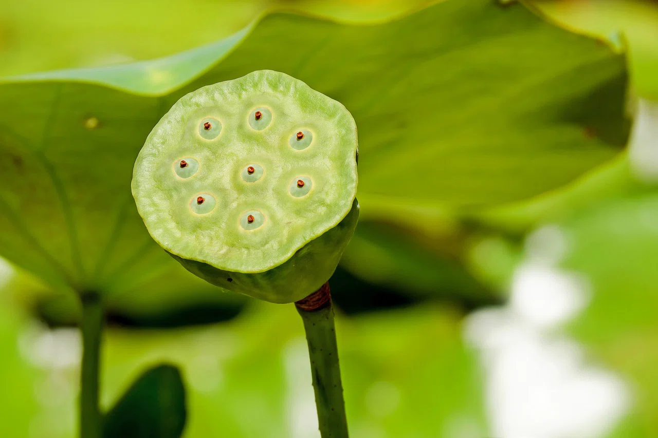 蓮の実から発芽させたものです^ ^ 蓮の花 蓮の