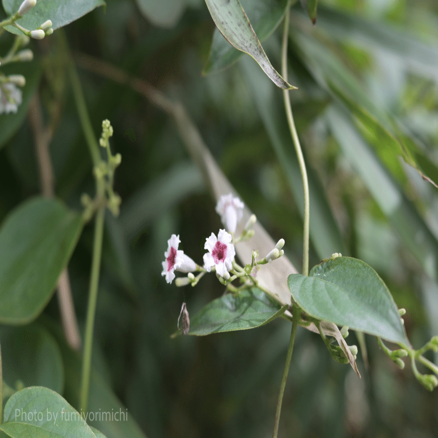 道草植物図鑑No.15「ヘクソカズラ」｜ふみ
