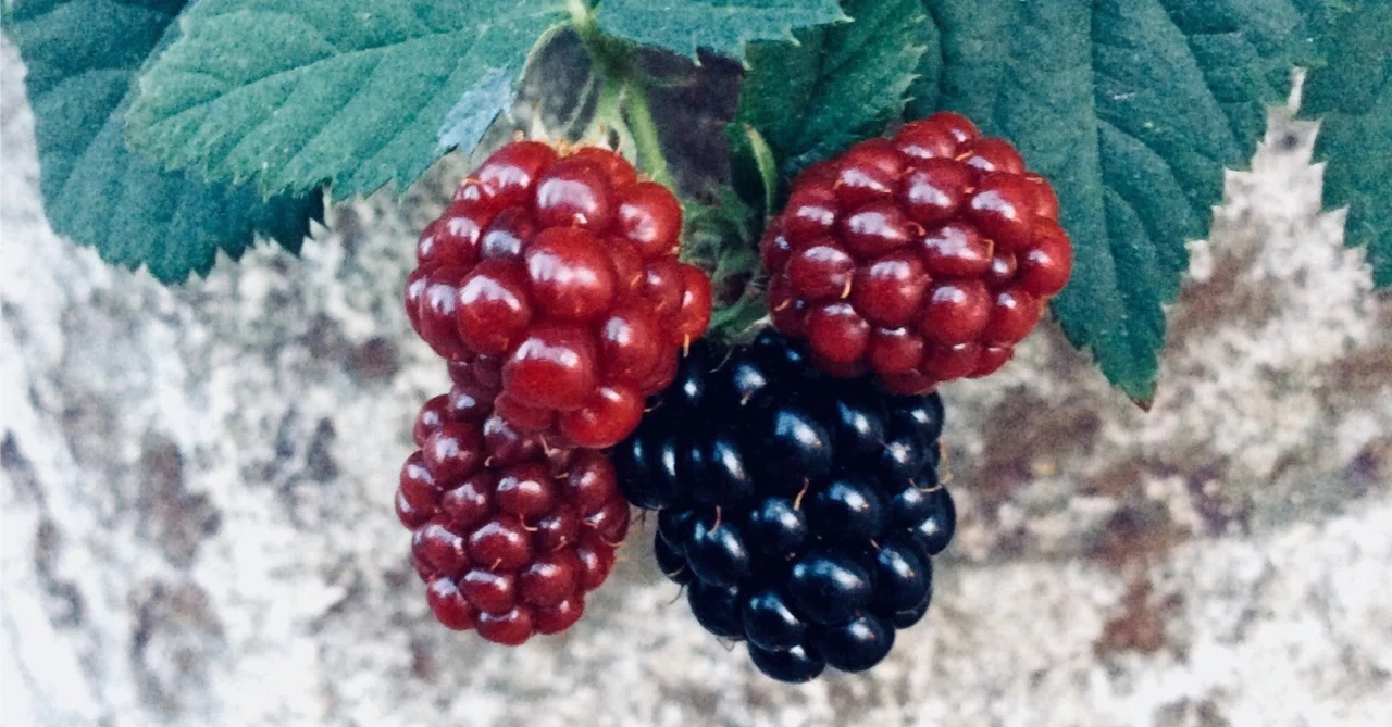 グルメ英単語 ＃25 ー 「Y」は「ヤングベリー」 Y for Youngberry｜リンゼ