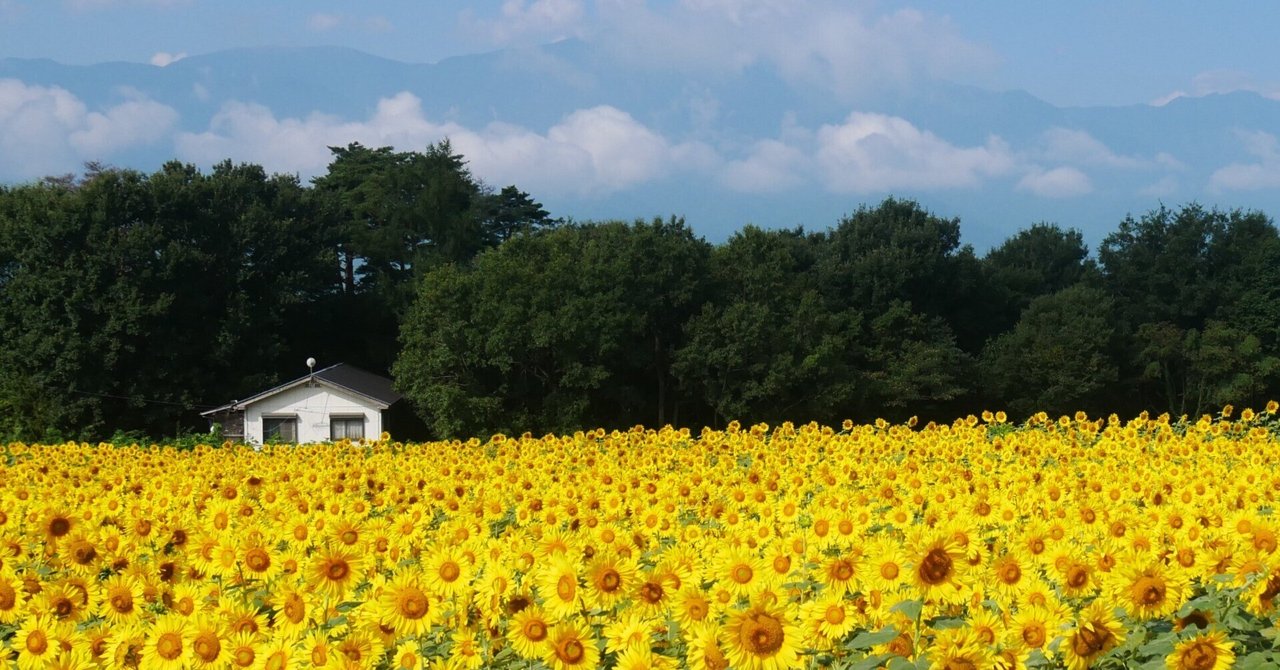 296 避暑地のひまわり畑・山梨 明野サンフラワーフェスを訪ねて