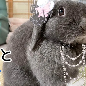 うさぎ｜げーらびーず｜note