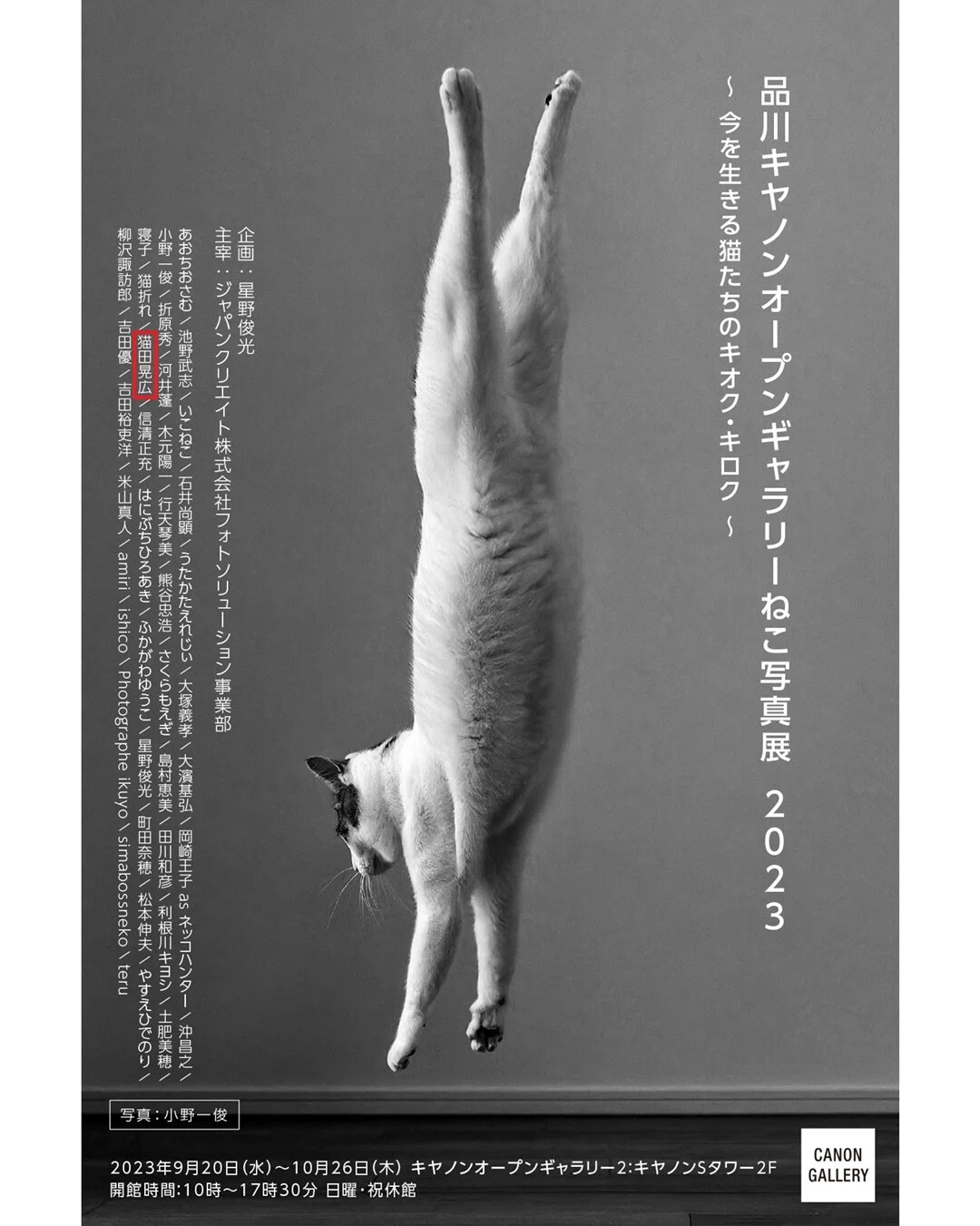 ネコカメラマン」の人気タグ記事一覧｜note ――つくる、つながる、と