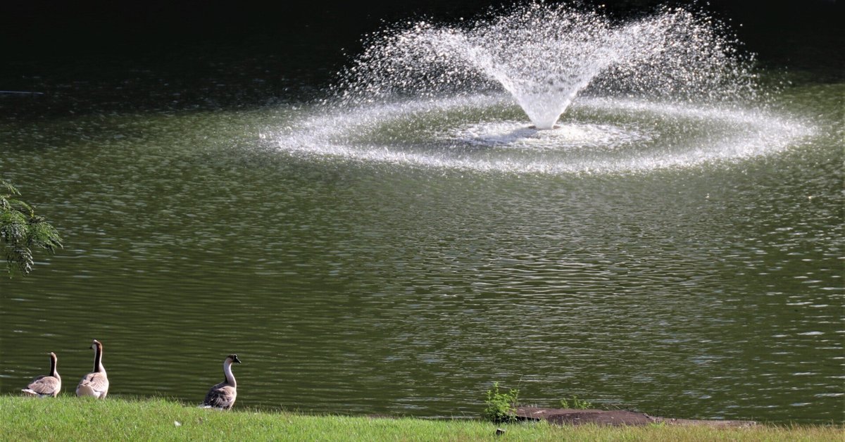 ★昭和18年 川村 多実二 京都帝国大学 理学部 還暦記念会 洋画集 非売品★ Amazon.co.jp: 「鬢多々良」/伊福部昭作品集: ミュージック