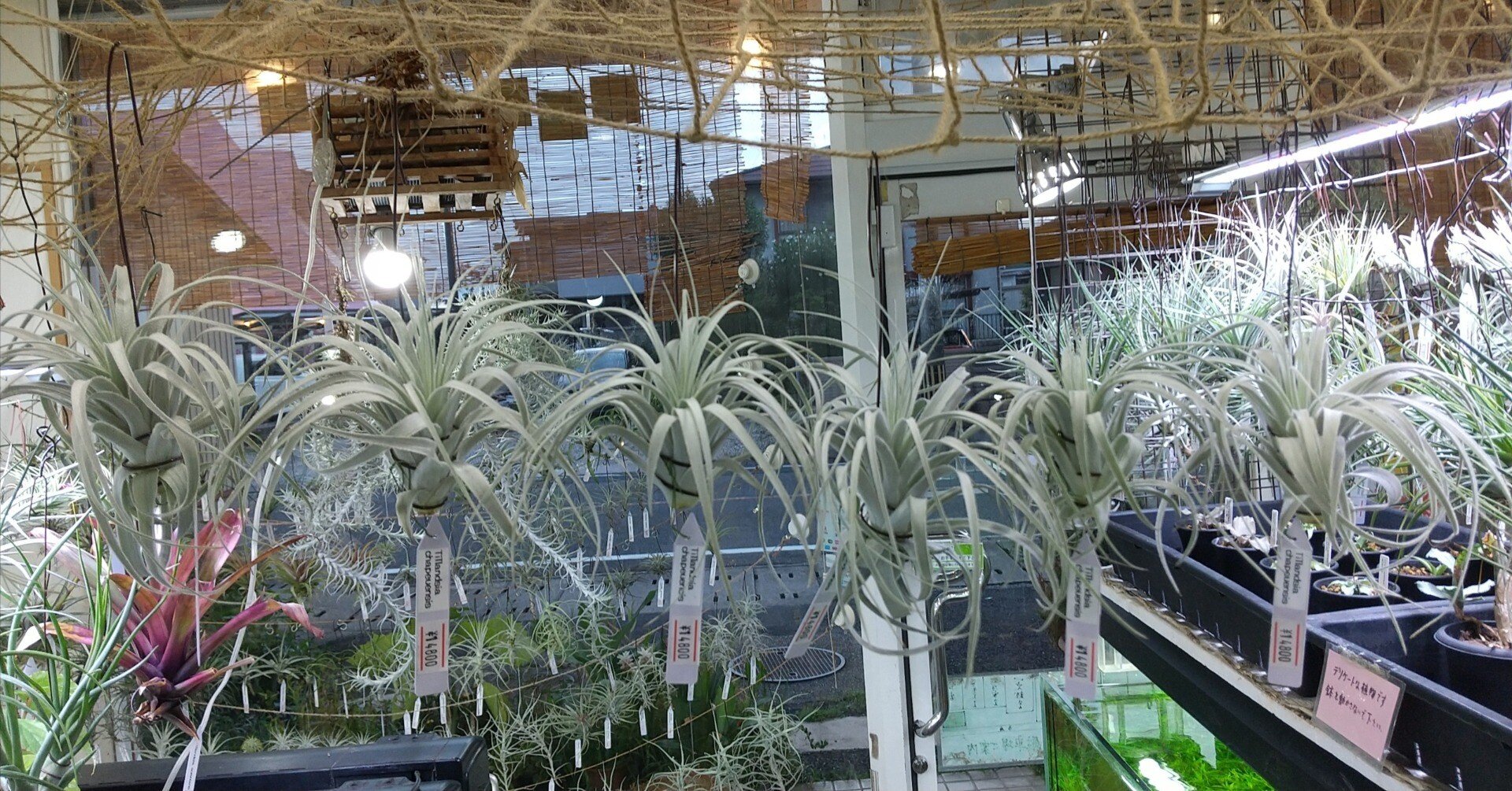 チランジア入荷リスト8/15｜NatureGarden🌿神田