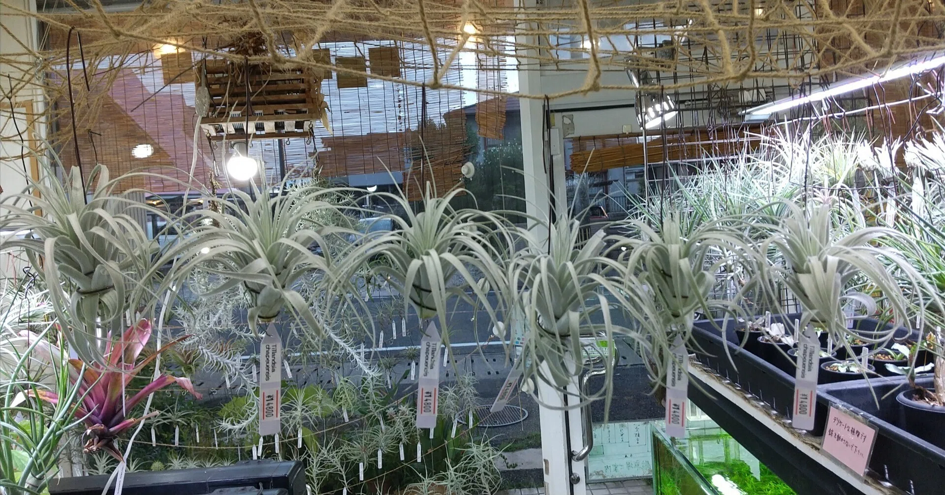 チランジア入荷リスト8/15｜NatureGarden🌿神田