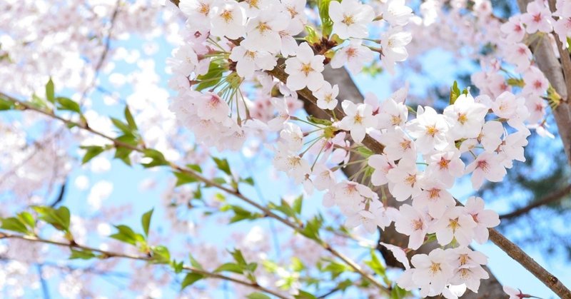 弘前の桜の写真