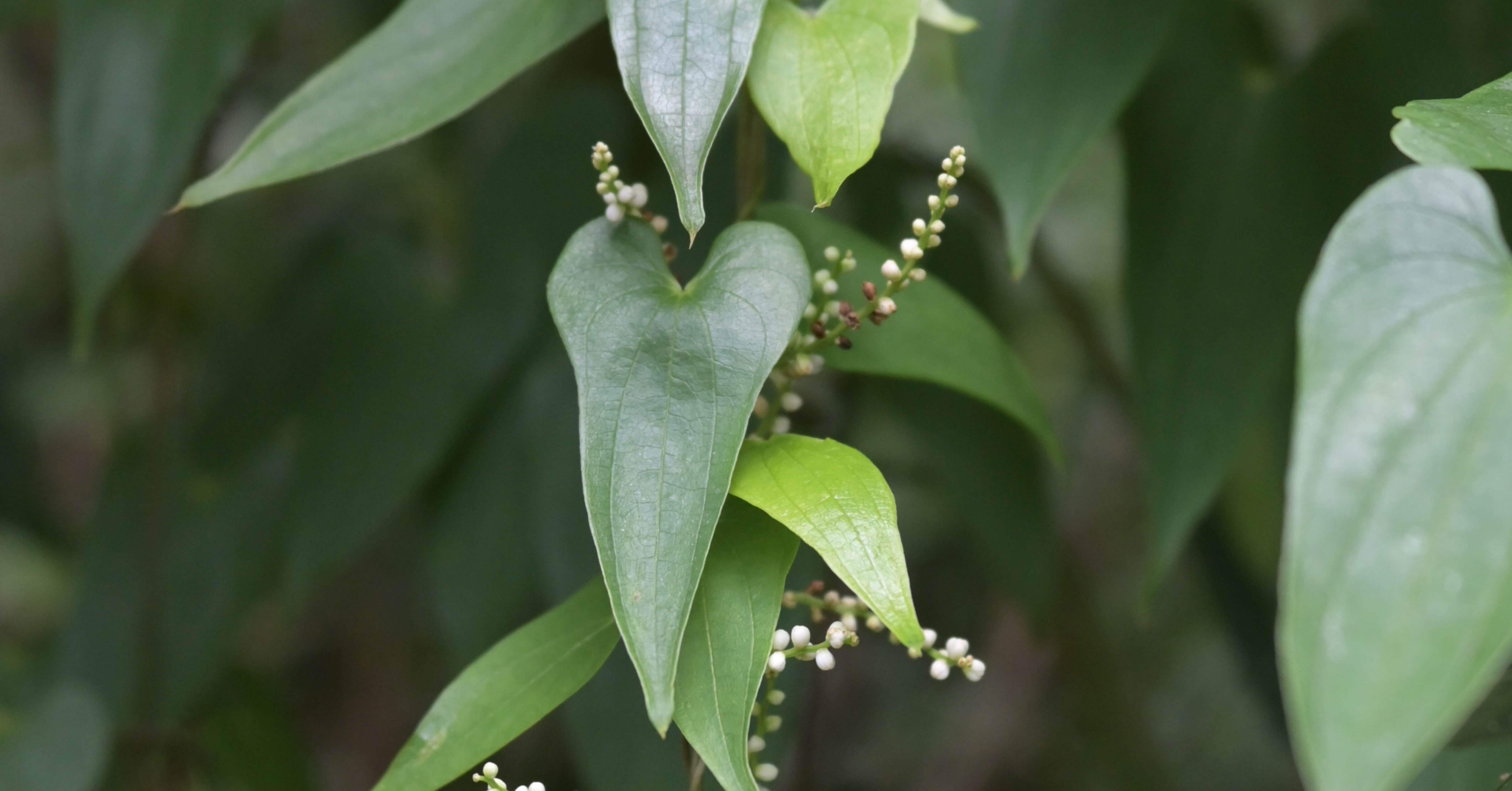 道草植物図鑑No.16「ヤマノイモ」｜ふみ