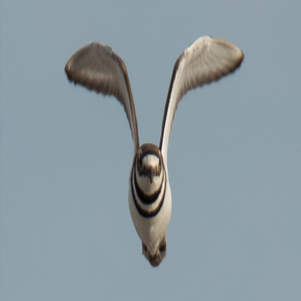 シカゴでバードウォッチング！】物騒な名前の鳥｜ローリー