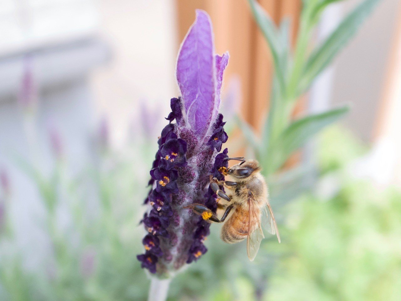 ミツバチ Donguri Note