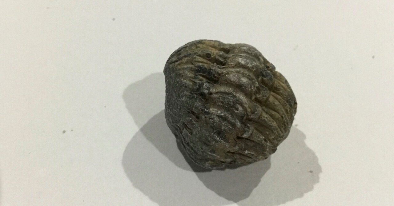 ファコプスの化石 [PH60] エンロール 三葉虫 防御態勢 防御姿勢 エンロール（防御）姿勢を取ったパックマン！モロッコ産の三葉虫
