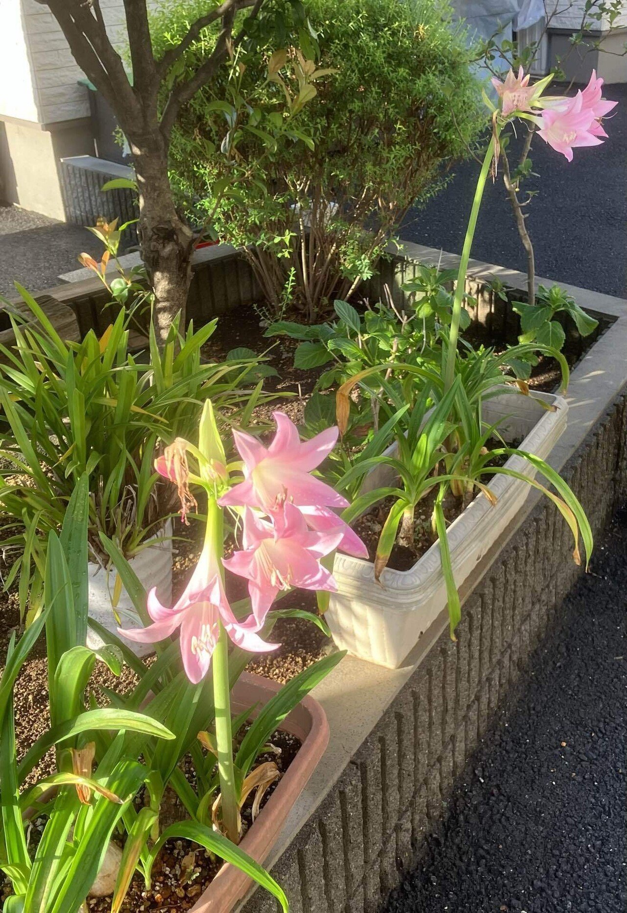 アマリリス様 アマリリス