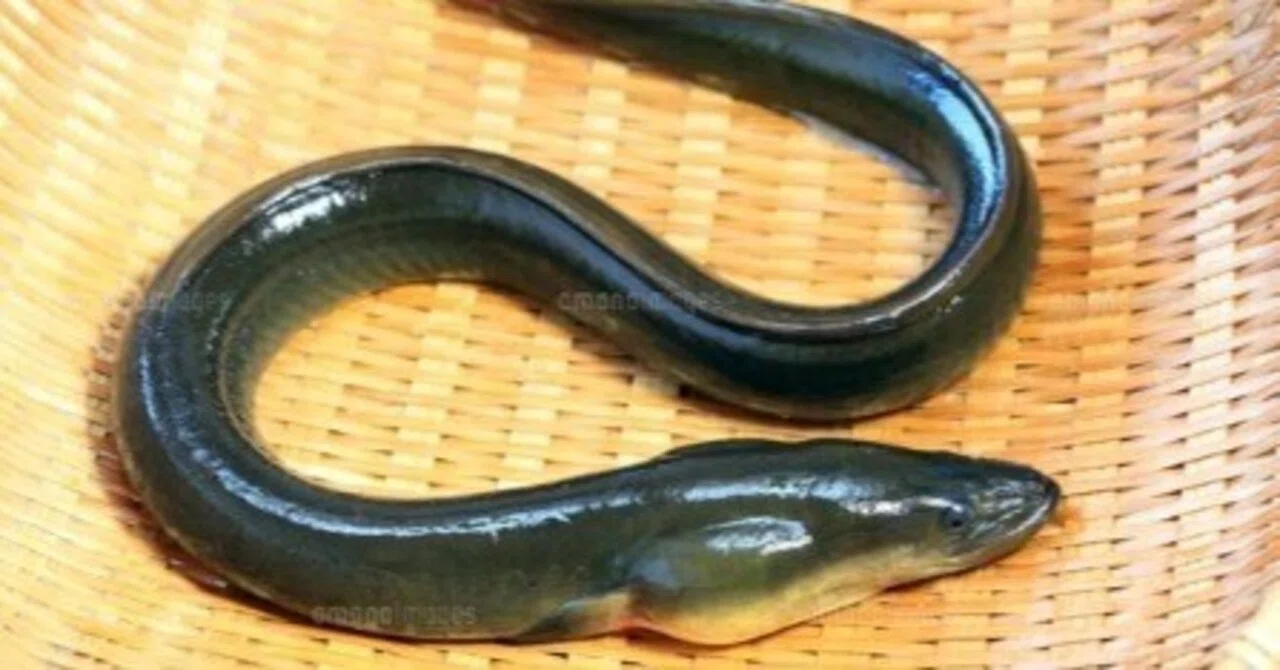 日本の天然うなぎの種類と違いとは？｜フグー太くんの冒険