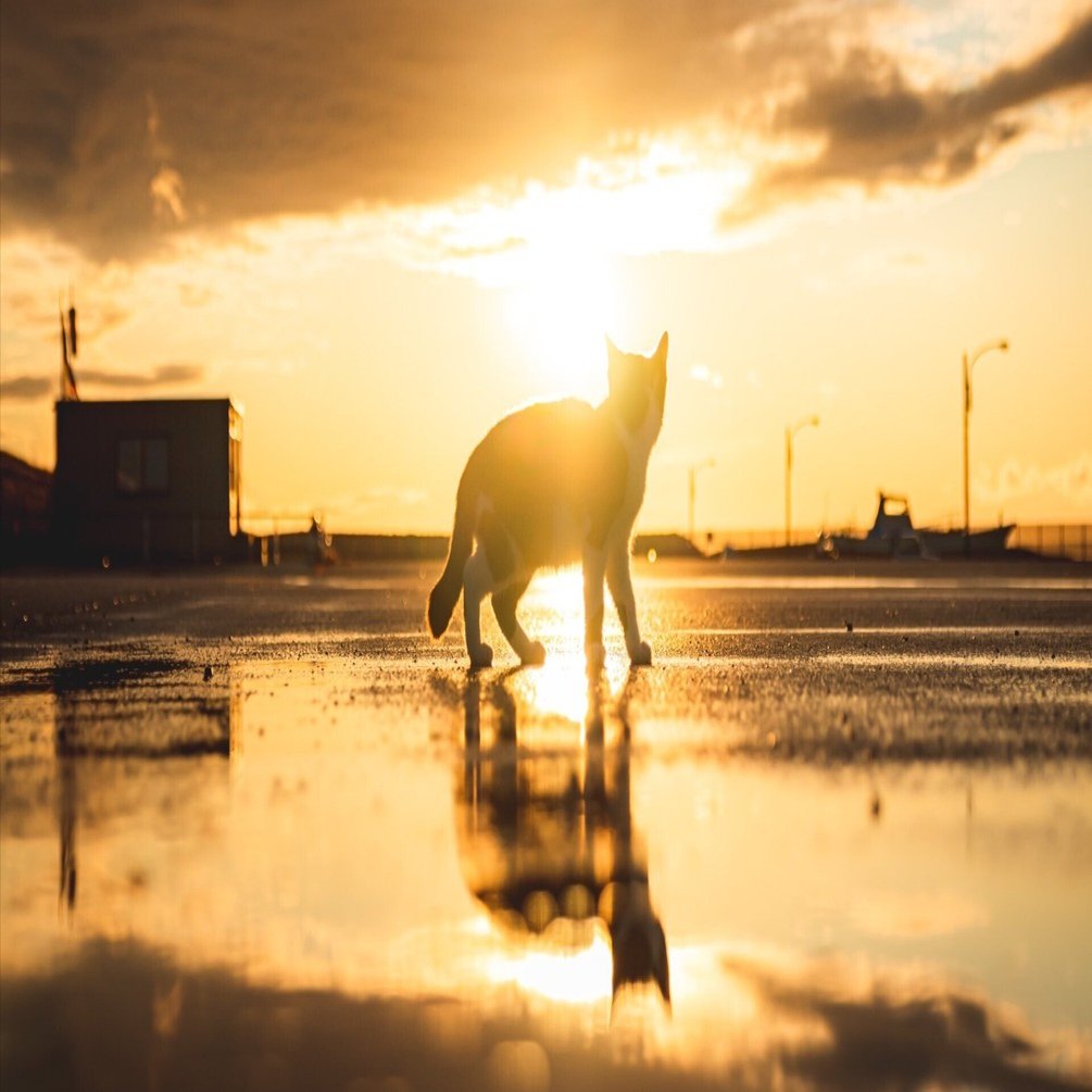 まるで猫神様】雨上がりの海岸で夕日に染まる猫のシルエットが美しい
