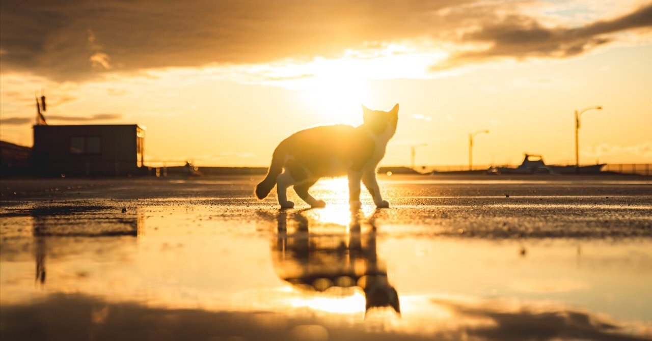 まるで猫神様】雨上がりの海岸で夕日に染まる猫のシルエットが美しい