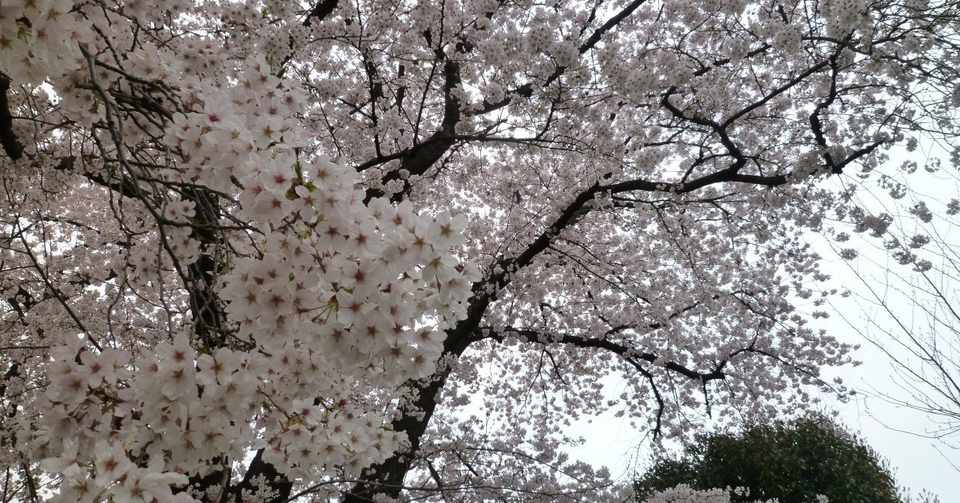 桜の木と人間社会の違いについて 押尾信 Note