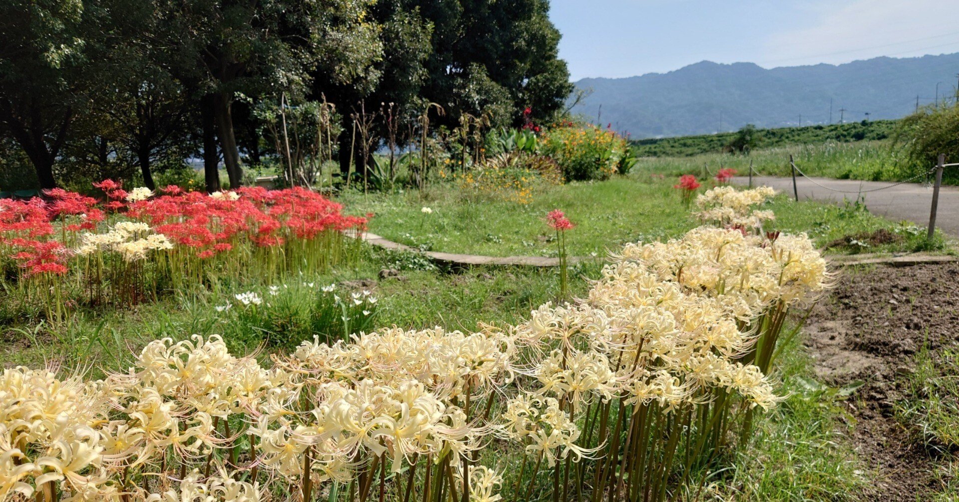 東大阪市 恩智川治水緑地2021年9月23日【彼岸花】｜レタス