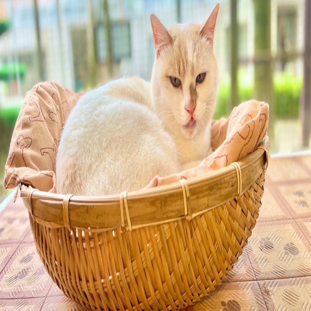 夏仕様のワンニャンリビング｜那須どうぶつ王国公式note