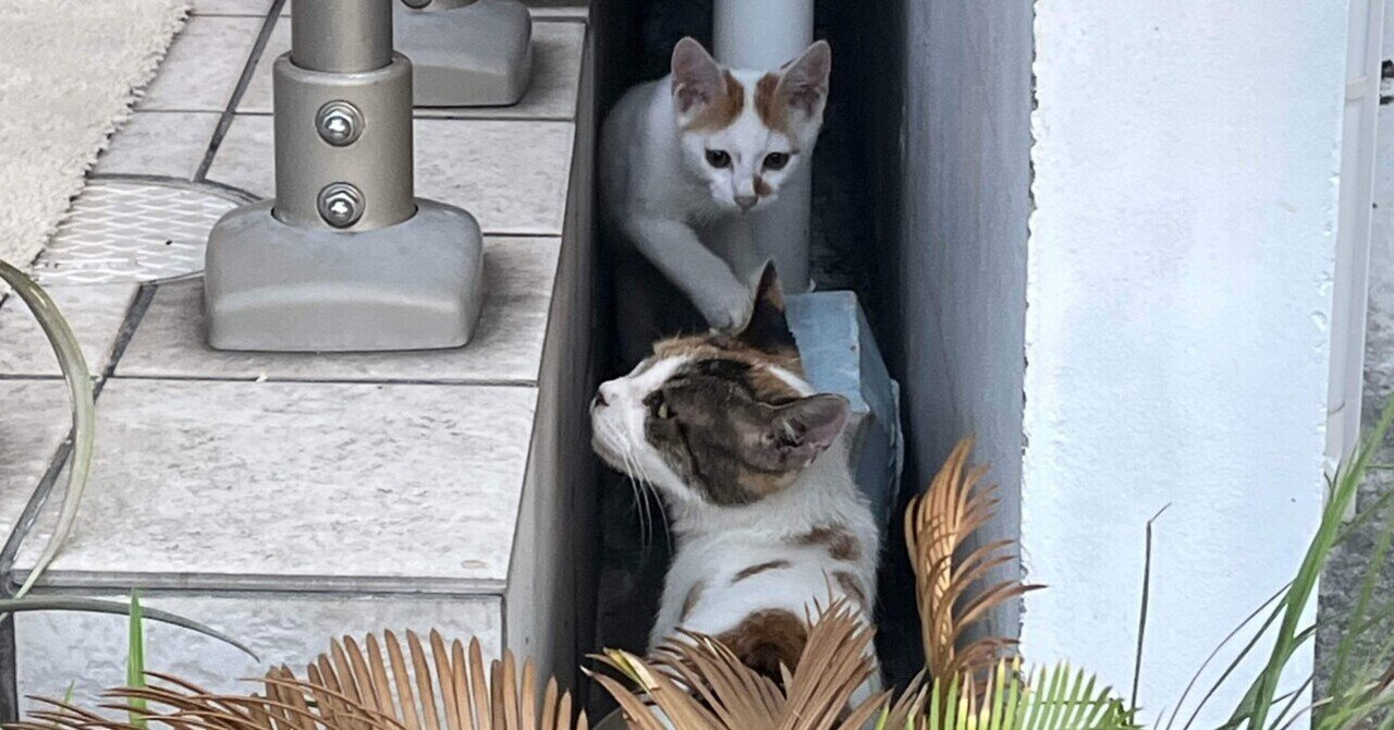 ネコちゃん photo 🐈子ネコちゃん居たよ❣️📚s｜まるまるの虫 カメさん