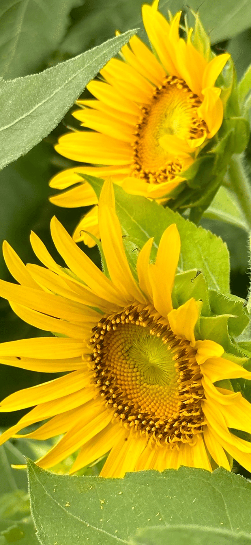 SUN FLOWER｜EGGSEED