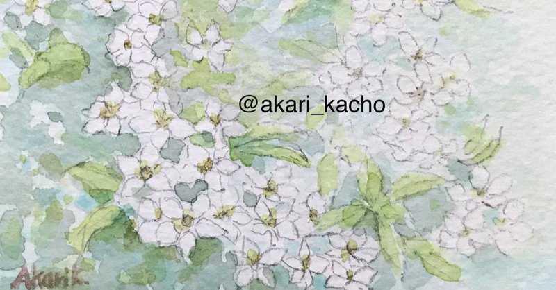 静岡展示告知あり 散歩と春の野草に花木 たからにゃ イラスト Note