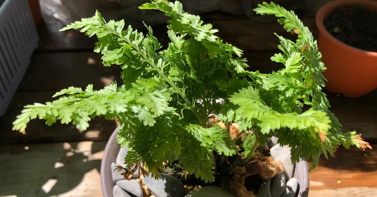 小豆島産シノブ（平鉢植え）