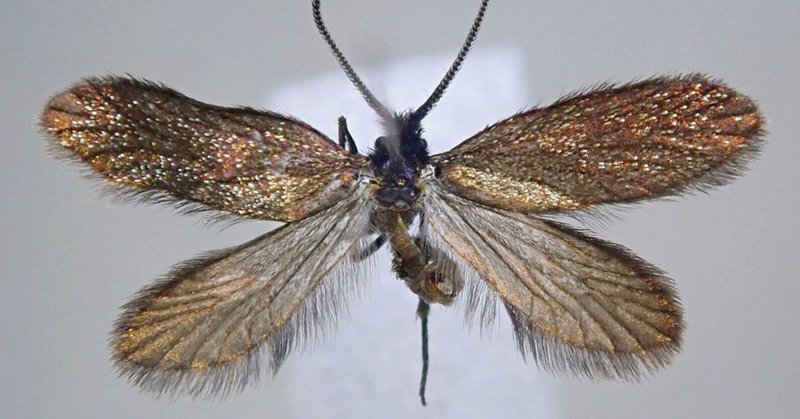 原始的鱗翅類　コバネガ