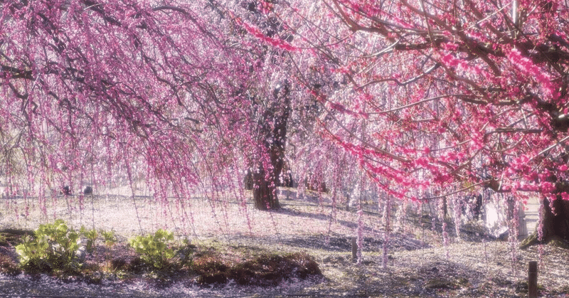 『しだれ桜と遊園地』