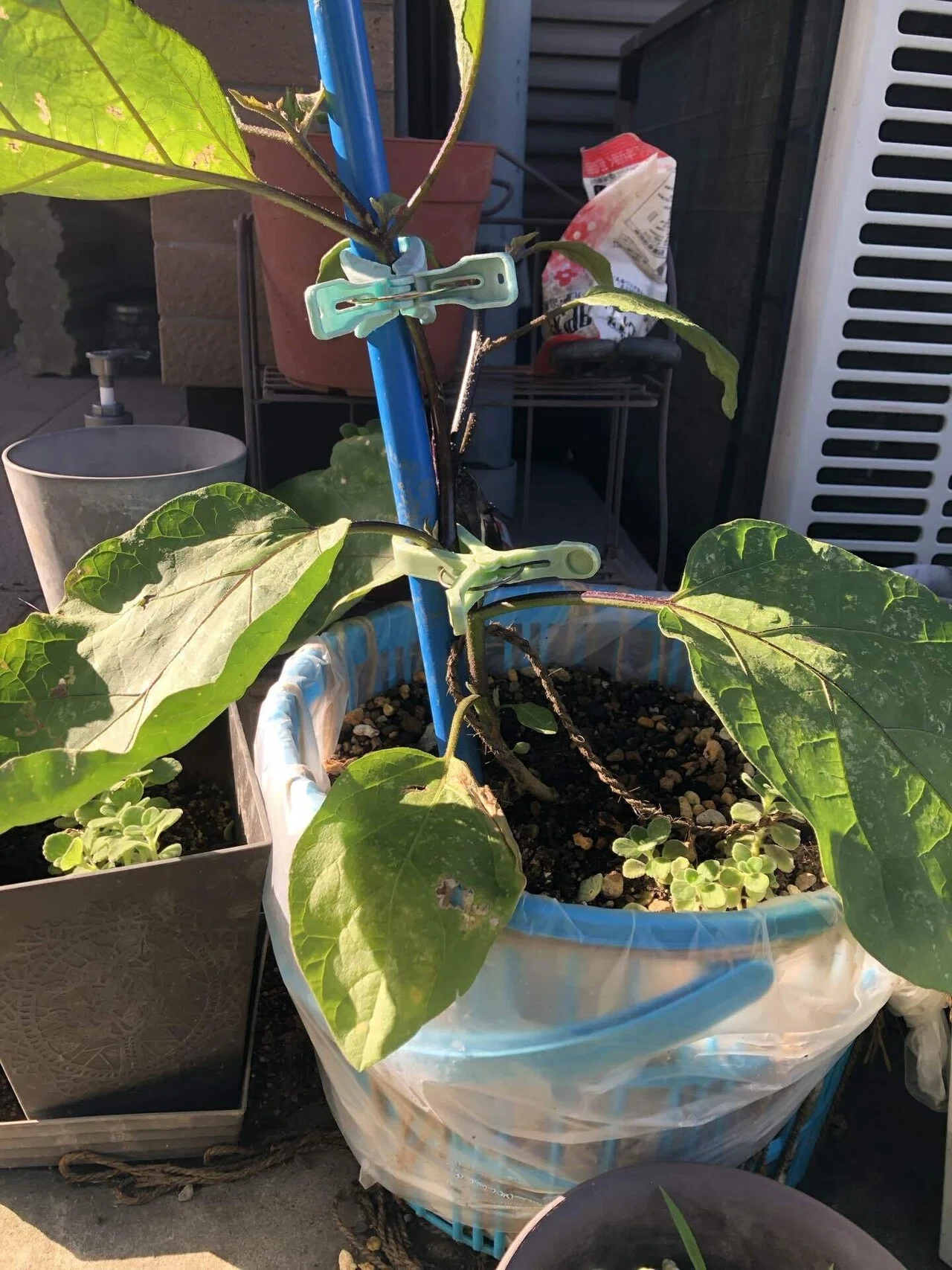 鉢植えを買うのを諦めた｜猫様とごはん