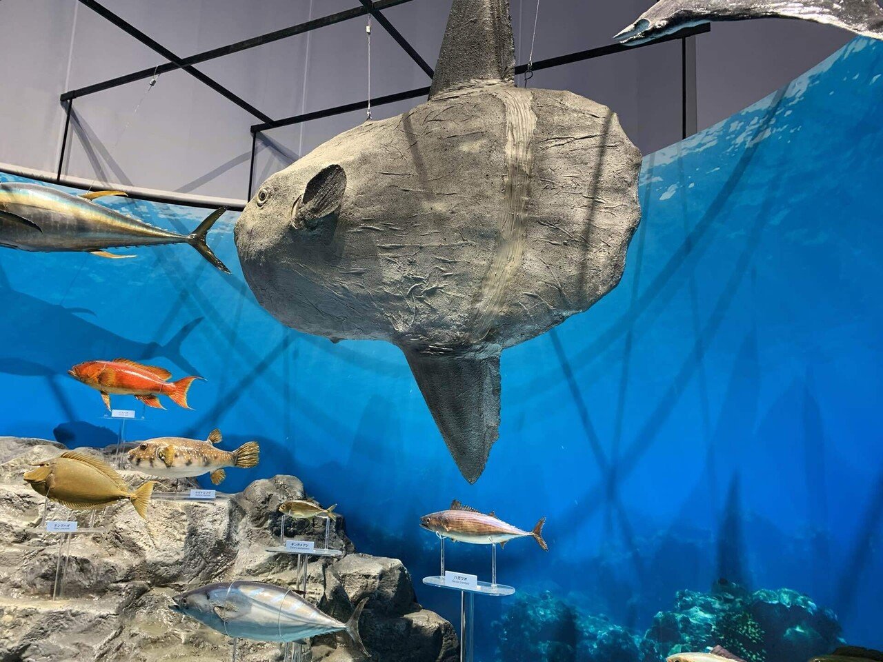 国立科学博物館 特別展 海 -生命のみなもと-｜もさ