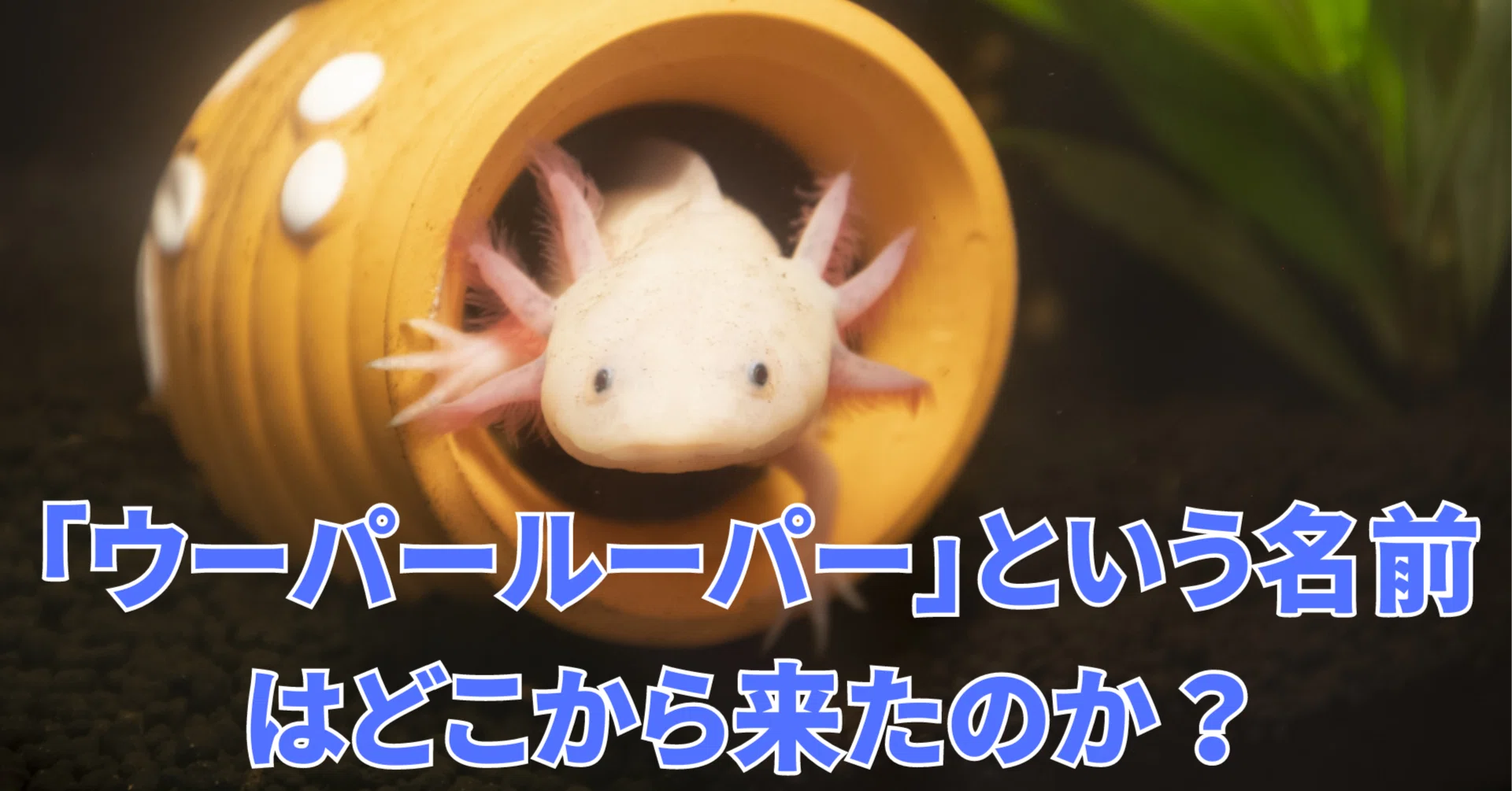 ウーパールーパー」という名前はどこから来たのか？｜無限テディベア