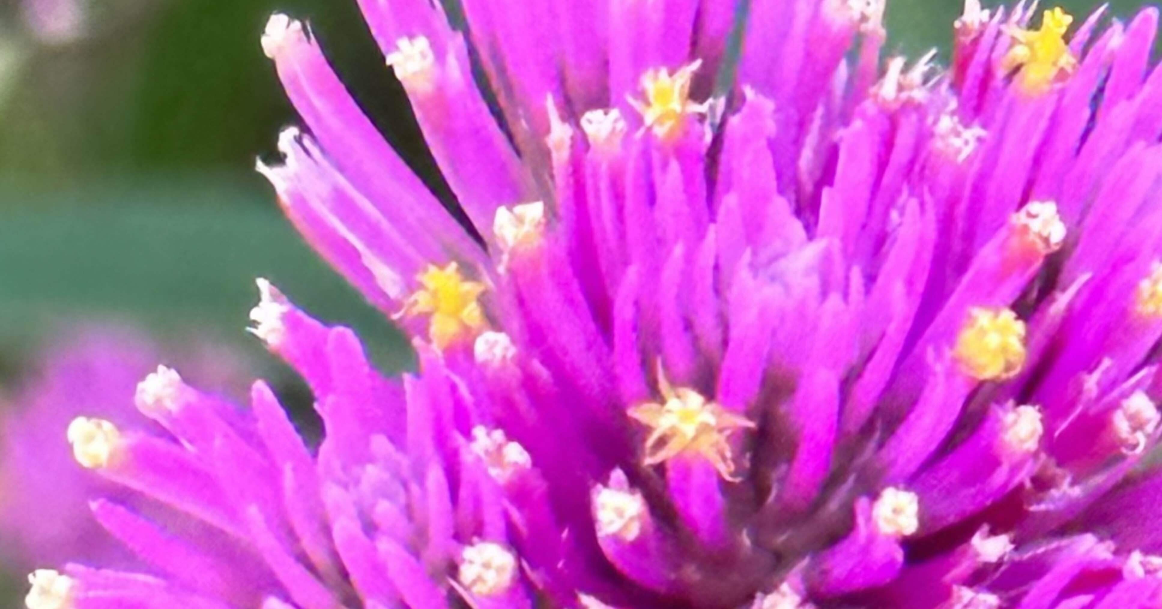 GOMPHRENA LOVE LOVE LOVE｜EGGSEED