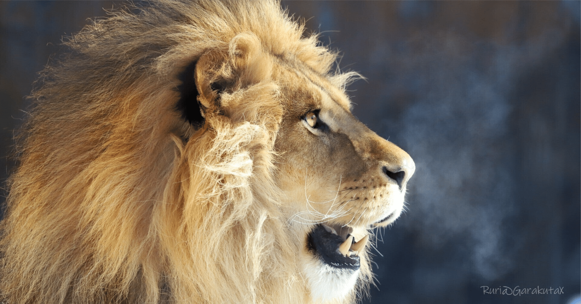 名刺 濱口雄幸 他軍人 8枚 土佐首相 浜口雄幸 の写真・画像 : 報道写真・ニュース映像の提供購入サービス