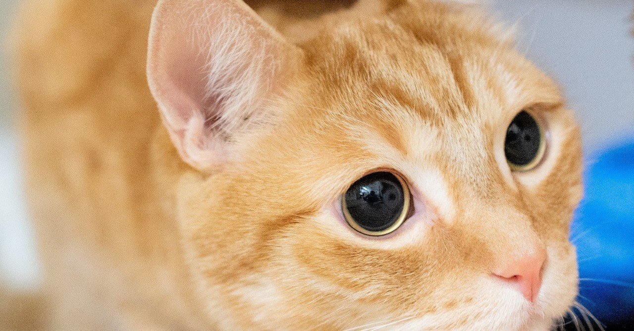 猫が可愛く見えるとき｜猫写真家 猫田晃広