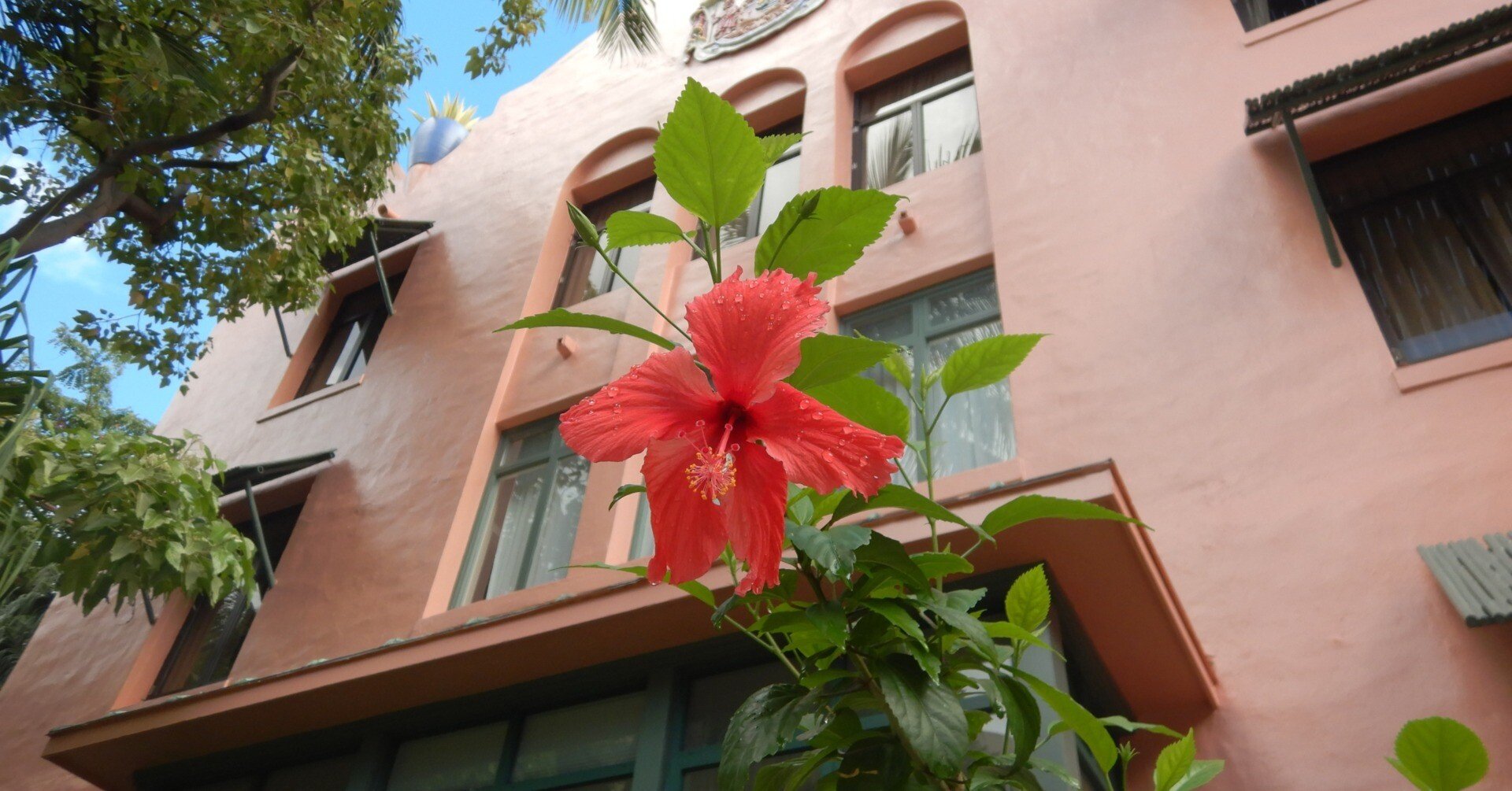 ハワイの花①ハイビスカス｜Susie@Honolulu, Hawaii