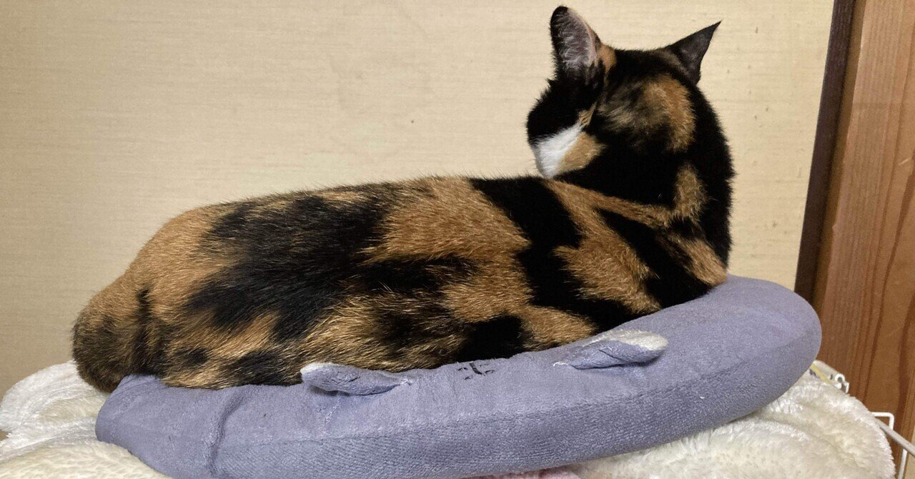 やせねこ様 やせねこ様