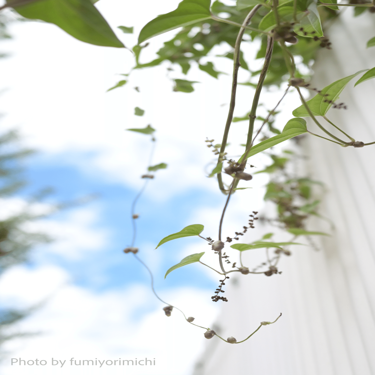 道草植物図鑑No.16「ヤマノイモ」｜ふみ